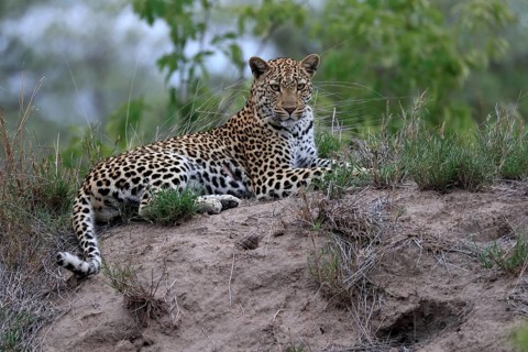Leopard (Panthera pardus), adult, observed, alert, lying, on ground, Sabi Sand Game Reserve, Kruger
