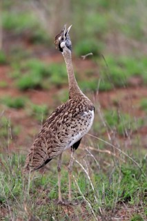 Red-crested Bustard, (Lophotis ruficrista), adult, calling, Kruger National Park, Kruger National