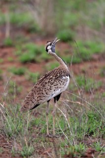 Red-crested Bustard, (Lophotis ruficrista), adult, calling, Kruger National Park, Kruger National