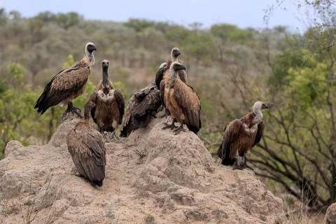 White-backed vulture (Gyps africanus), group, adult, alert, Sabi Sand Game Reserve, Kruger National