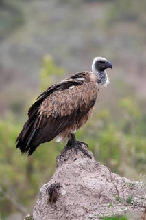 White-backed vulture (Gyps africanus), adult, alert, on rocks, Sabi Sand Game Reserve, Kruger
