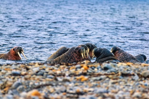 Flock of Walrus (Odobenus rosmarus) in the water by the seashore in Arctic, Svalbard