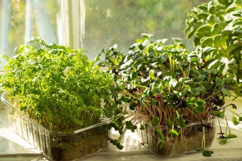 Boxes with microgreen sprouts of marigold and radish on white windowsill. Daylight, natural