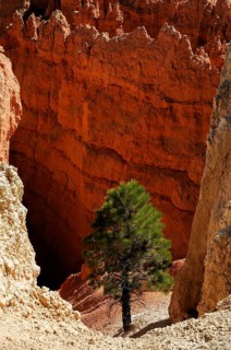 Tree at the canyon rim, Bryce Canyon National Park, Utah, USA, North America