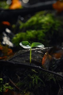 Sapling growing on autumn forest floor, close-up, Neubeuern, Bavaria, Germany, Europe