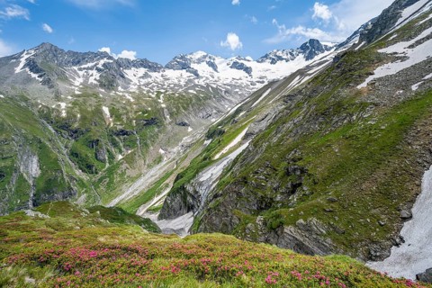Picturesque mountain landscape with blooming alpine roses, behind mountain peak Grosser Loeffler
