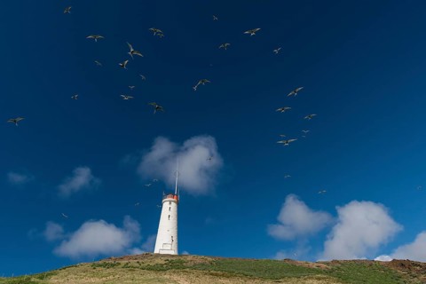 Arctic terns above Reykjanesviti lighthouse, Reykjanes on Baejarfell, Reykjanes peninsula, near