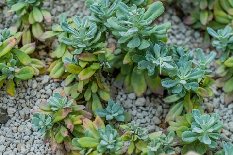 Closeup of collection of succulent cacti in gravel covered soil