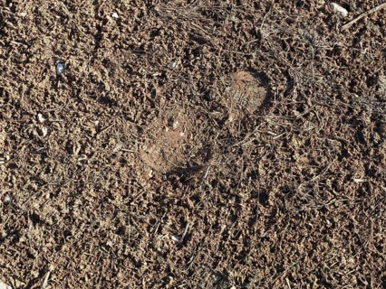 Brown earth texture background