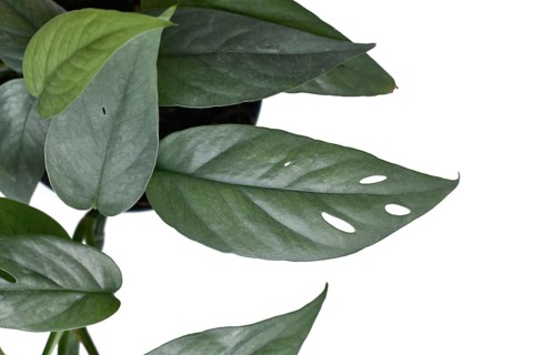 Close up of leaf of tropical 'Epipremnum Pinnatum Cebu Blue' houseplant with silver-blue leaves