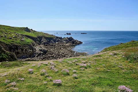 Blossoms on the fescue coast, Ouessant Island, Finistere, Brittany, France, Europe