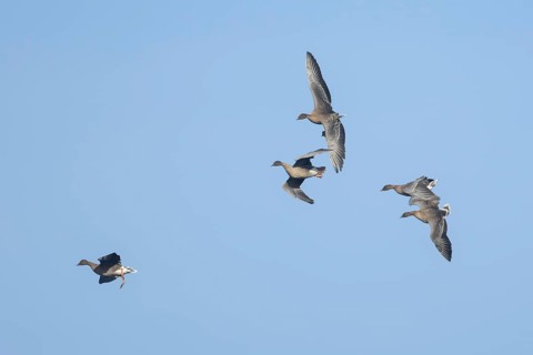 Pink-footed goose (Anser brachyrhynchus) four adult geese in flight coming into land, Norfolk,