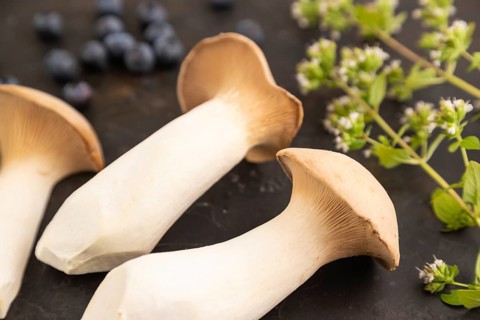 King Oyster mushrooms or Eringi (Pleurotus eryngii) on black concrete background with blueberry,