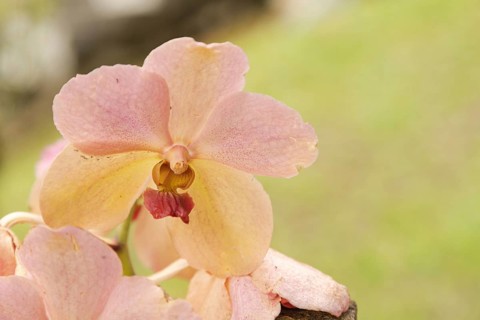 Orange and pink vanda orchid flower in botanical garden, selective focus, copy space, malaysia,