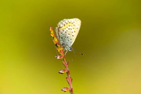 Silver-studded blue (Plebejus argus), close-up, nature photograph, Norway, Tinn, Vestfold, Europe
