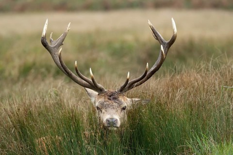 Red deer (Cervus elaphus) adult male stag poking its head through long grass, Surrey, England,