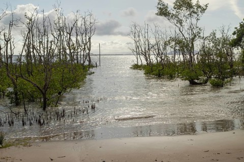 Bako national park, sea sandy beach with mangroves, sunny day, blue sky and sea. Vacation, travel,
