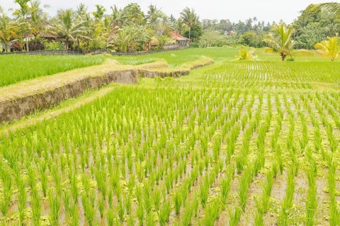Rice terraces, Campuhan ridge walk, Bali, Indonesia, track on the hill with grass, large trees,