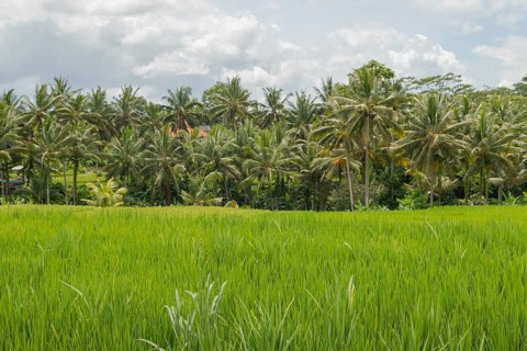 Rice fields in countryside, Ubud, Bali, Indonesia, green grass, large trees, jungle and cloudy sky.