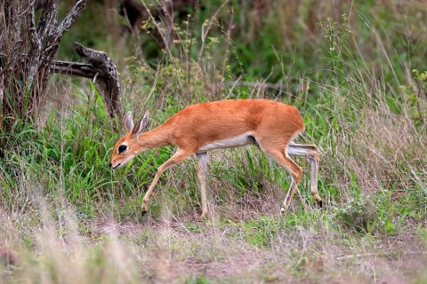Steenbok (Raphicerus campestris), adult, female, foraging, running, dwarf antelope, Kruger National