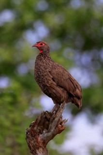 Swainson's spurfowl (Pternistis swainsonii), adult, perch, Kruger National Park, Kruger National