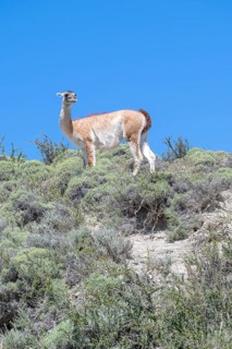Guanaco (Llama guanicoe), Huanako, Torres del Paine National Park, Patagonia, End of the World,