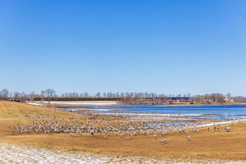 Flock of migrating cranes (grus grus) in a field by a lake on a sunny spring day, Hornborgasjoen,