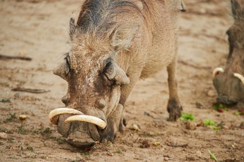 Common warthog (Phacochoerus africanus), walking in the dessert, captive, distribution Africa