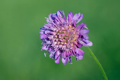 Meadow cautery
