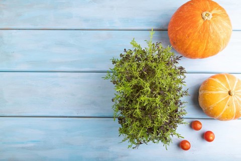 Microgreen sprouts of mizuna cabbage with pumpkin on blue wooden background. Top view, flat lay,
