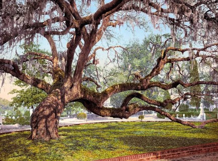 A live oak in Magnolia Cemetery, a historic rural cemetery in Charleston, South Carolina, United