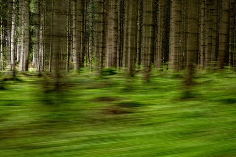Spruce forest as a pull-along, Mindelheim, Unterallgaeu, Bavaria, Germany, Europe