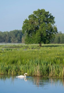 Wetland, wet meadow, water surface, mute swan (Cygnus olor), marsh iris (Iris pseudacorus) in