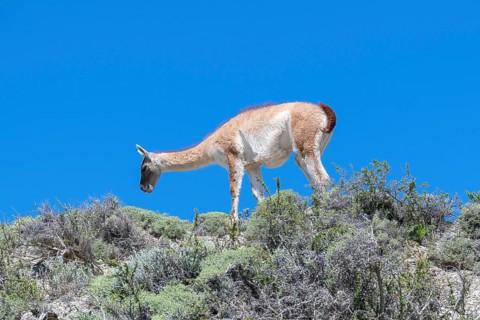 Guanaco (Llama guanicoe), Huanako, Torres del Paine National Park, Patagonia, End of the World,