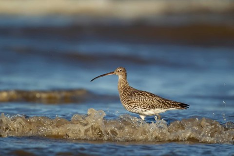 Eurasian curlew (Numenius arquata) adult bird in the surf on a beach, Norfolk, England, United