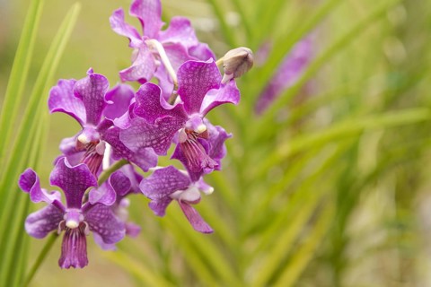 Purple vanda orchid flower in botanical garden, selective focus, copy space, malaysia, Kuching