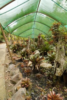 Orchid and bromeliad flower beds in botanical garden, selective focus, copy space, malaysia,