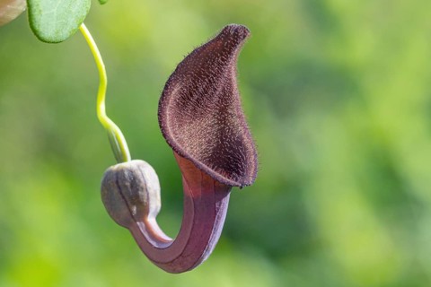 Southern Spanish Birthwort