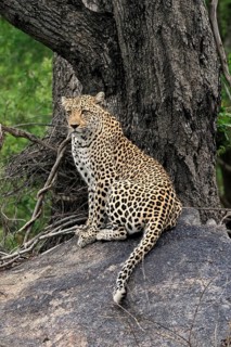 Leopard (Panthera pardus), adult, observed, alert, sitting, on rocks, Sabi Sand Game Reserve,