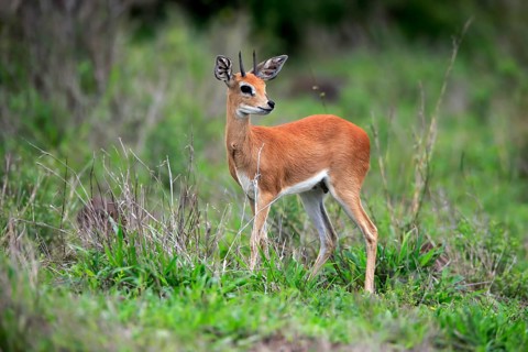 Steenbok (Raphicerus campestris), adult, male, foraging, vigilant, dwarf antelope, Kruger National
