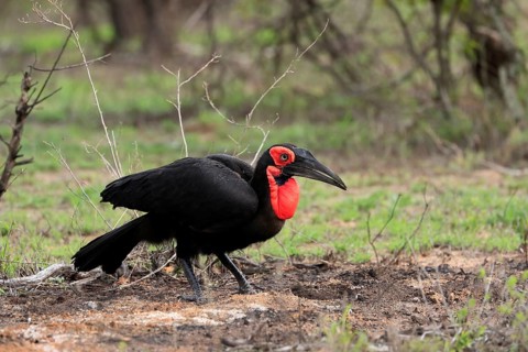 Southern ground hornbill (Bucorvus leadbeateri), adult, foraging, alert, Kruger National Park,