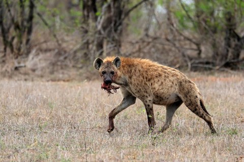 Spotted hyena (Crocuta crocuta), adult, with prey, carrying prey, running, Sabi Sand Game Reserve,