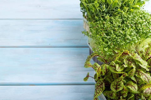Set of boxes with microgreen sprouts of sorrel, pea, cilantro on blue wooden background. Side view,