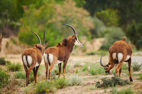 Sable antelope (Hippotragus niger), portrait, in the dessert, captive, distribution Africa