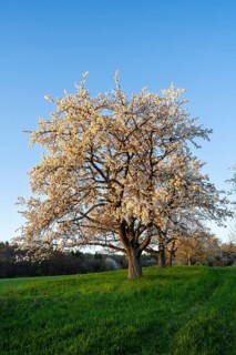 Landscape with white blossoming fruit trees in a meadow in spring, a tree in the foreground. The