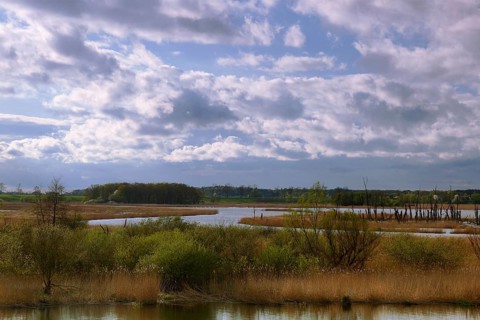 Wetland biotope in the Peene valley, waterlogged meadows, rare habitat for endangered plants and