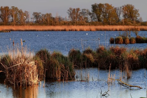 Wetland biotope in the Peene Valley, overwatered meadows, rare habitat for endangered plants and