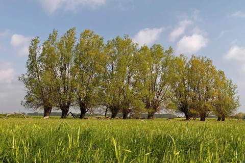 Wetland biotope in the Peene valley, waterlogged meadows, rare habitat for endangered plants and