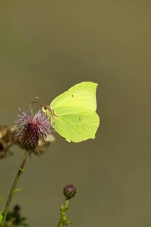 Brimstone (Gonepteryx rhamni) feeding on a thistle (Cirsium arvense) flower, Wilden, North
