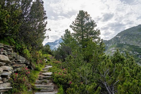 Hiking trail in a picturesque mountain landscape with alpine roses, Berliner Hoehenweg, Zillertal